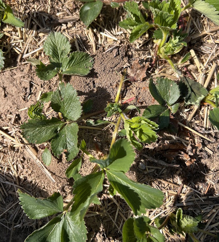 Strawberry flower trusses emerging from the soil.